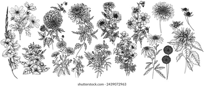 Vector conjunto de 16 flores de otoño. Dalia, cosmos, zinnia, caléndula, rudbeckia, gladiolo, datura, eringio, allium, crisantemo, lobelia en estilo de grabado