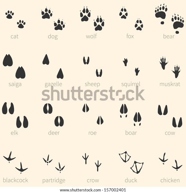 Vector set of 20 animal
footprints icon