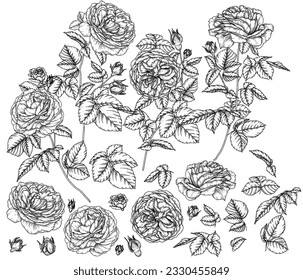 Vector set of 25 elements of flowers, leaves and buds of a tea rose in the style of engraving