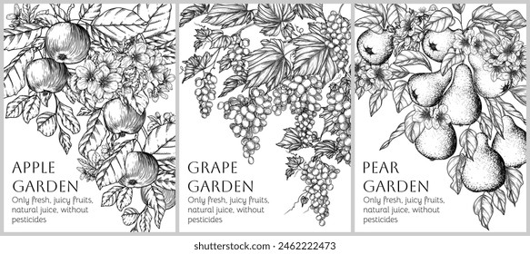 Vector set of 3 banners with fruits and berries in engraving style. Apple, pear, grapes