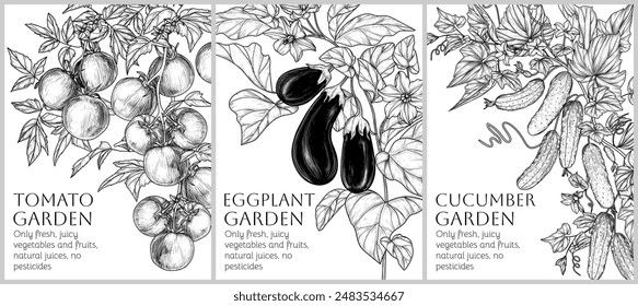 Vector set of 3 banners with vegetables on branches with leaves and flowers. Tomatoes, eggplants, cucumbers