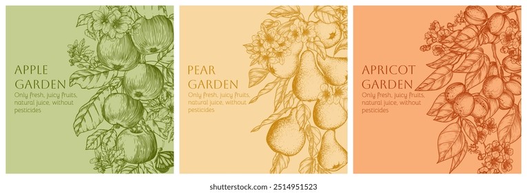  Vector set of 3 cards with flowering branches of fruits. Apple, pear, apricot