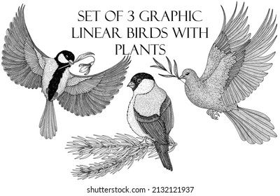 Vector set of 3 graphic linear birds with plants. A bluebird with a snowdrop, a bullfinch on a spruce branch, a pigeon with an olive branch