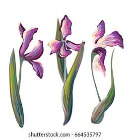 Vector set of 3 iris flowers with leaves on white background, Van Gogh painting style with lines and dots