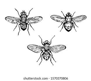 Vector set of 3 vintage realistic flyes.
