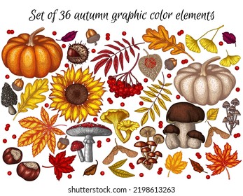 Vector set of 36 autumn elements. Maple leaf, chestnut, rowan, fallen leaves, acorns, physalis, maple seeds, sunflower, pumpkin, ginkgo, fly agaric, chanterelles, porcini mushroom, mushrooms