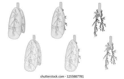 Vector set 3D lungs and bronchus. Isolated on white background. Element for medical design.