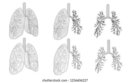 Vector set 3D lungs and bronchus. Isolated on white background. Element for medical design.