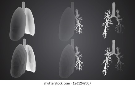 Vector set 3D lungs and bronchus. Isolated on white background. Element for medical design.