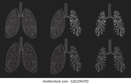 Vector set 3D lungs and bronchus. Isolated on white background. Element for medical design.