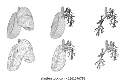 Vector set 3D lungs and bronchus. Isolated on white background. Element for medical design.
