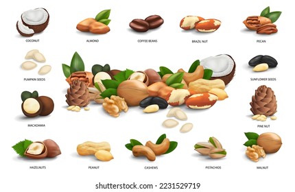 Vector set of 3d realistic icons nuts, seeds and coffee beans. Hazelnut, peanut, brazil, macadamia, cashew, coconut, peanut, walnut, pine, pecan, pistachio, almond, sunflower and pumpkin seeds