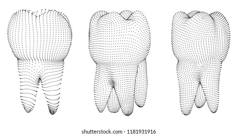 vector set of 3d teeth for dental medicine. isolated on white