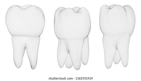 vector set of 3d teeth for dental medicine. isolated on white