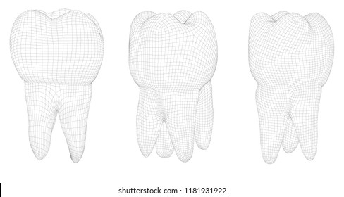 vector set of 3d teeth for dental medicine. isolated on white