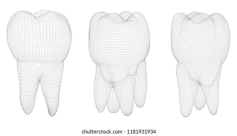 vector set of 3d teeth for dental medicine. isolated on white