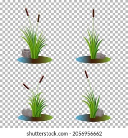 Vector set of 4 cattail stalk bushes in swamp water with stones on the side isolated on transparent background