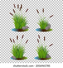 Vector set of 4 cattail stalk bushes in swamp water with stones on the side isolated on transparent background