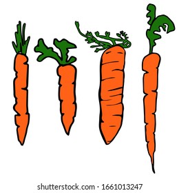Vector set of 4 hand drawn carrots with green leaves. Organic eco food. Sketch style illustration. Cartoon doodle design.