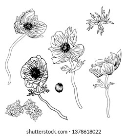 Vector set of 4 poppy flowers without color with bud and leaves. Black graphics on a white background. For various designs of postcards, cards, botanical books, decor, coloring