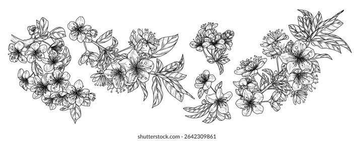 Vector set of 5 blossoming cherry inflorescences. Spring flowers collection. Delicate decor of bloom branches in engraving style. For invitations, cards, banners, packaging