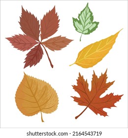 Vector set of 6 autumn elements: yellow and green leaа, orange  orange leaves of maple and chestnut. Bright season concept