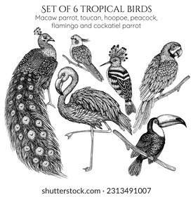 Vector set of 6 tropical birds in engraving style. Macaw parrot, toucan, hoopoe, peacock, flamingos and cockatiel parrot