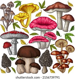 Conjunto vectorial de 8 hongos de diferentes colores en estilo grabado. Agaría de mosca lineal gráfica, rebozuelos, setas porcini, setas de miel, morel, miccena, rursula, boletus