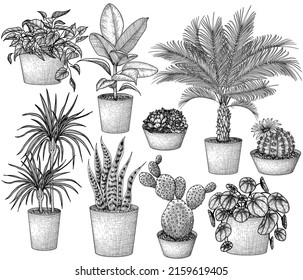 Vector set of 9 different houseplants in engraving style. Graphic linear dracaena, lobivia cactus, sansevieria, ficus, scindapsus, prickly pear cactus, succulents, pilea, indoor palm