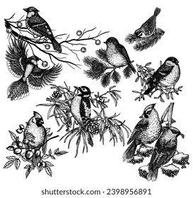 Vector set of 9 winter birds on branches. Waxwing, robin, bullfinch, red cardinal, sparrow, woodpecker and blue jay in engraving style