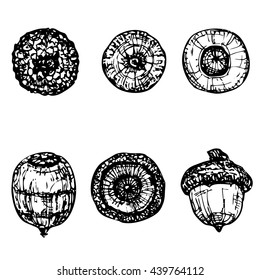 Vector set of acorns or oak nuts. Ink hand drawn decorative seeds for design