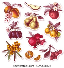 Vector set of adhesive stickers with hand drawn fruits and transparent shadows on white background. Vector illustration