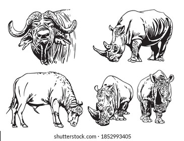Conjunto de vectores de animales africanos aislados en fondo blanco, ilustración