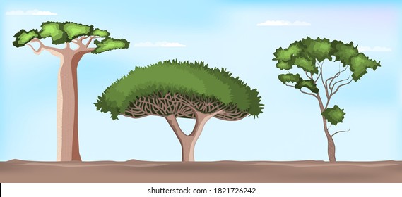 Vector Set Of African Trees. Baobab, Umbrella Thorn Acacia Trees And Exotic Dragon Tree.