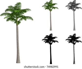 Alexander Palm Tree High Res Stock Images Shutterstock