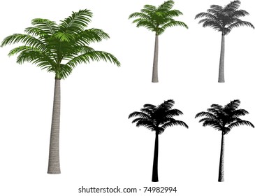 Vector set of Alexander palms