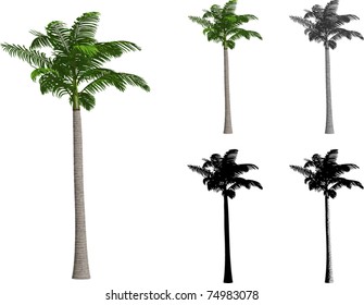 Alexander Palm Tree High Res Stock Images Shutterstock