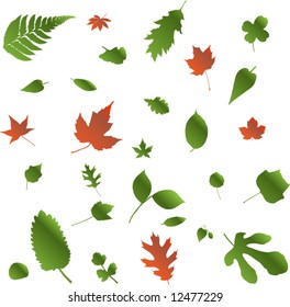 Vector set of all kinds of beautiful  leaves -8