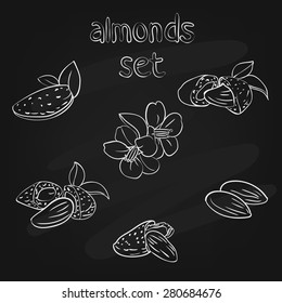 vector set of almond nuts and flower in different forms on the chalk board