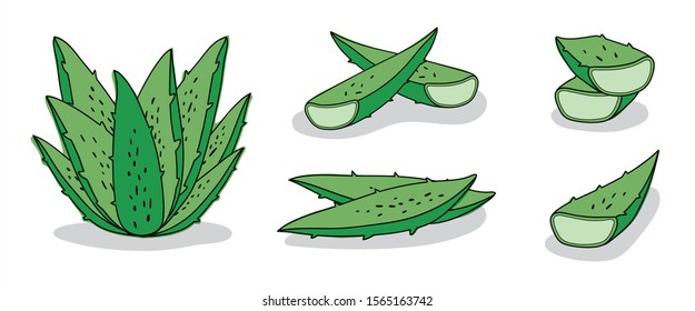 Vector set aloe vera hand drawn on white background