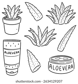 conjunto vetorial de aloé vera e aloé vera