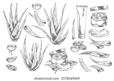 Vector set of aloe vera: whole, cut prickly leaves, cream and gel in a jar, in the style of a contour sketch. Botanical drawing with a useful plant for cosmetology