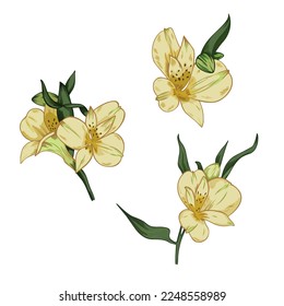 Conjunto vectorial de flores de alstromería aisladas en fondo blanco
