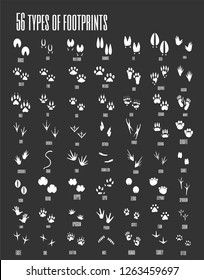 Vector set of animal, avian and reptile footprints.Vector illustration.Set of silhouettes of footprints of wild and domestic animals 
