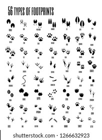 Vector set of animal, avian and reptile footprints.Vector illustration.Set of silhouettes of footprints of wild and domestic animals 
