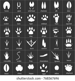 Vector Set Animal Avian Reptile Footprintsvector Stock Vector (royalty 