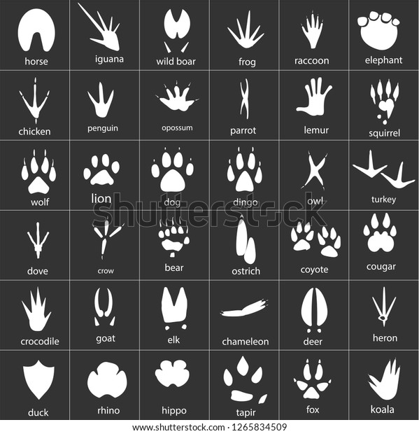 Vector Set Animal Avian Reptile Footprintsvector Stock Vector (Royalty ...