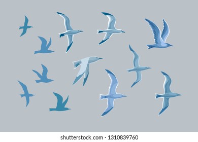 Vector set of animals atlantic seagulls in flat stylized style isolated on gray background. Seagull, seabird.