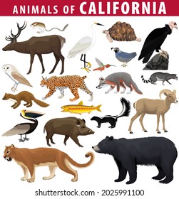 Vector Set - Animals Of California: Kangaroo Rat, Deer, Desert Tortoise, Brown Pelican, Desert Bighorn Sheep, Golden Trout, California Quail, California Condor, Black Bear, Puma, Hog,  Snowy Egret.