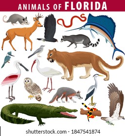 vector set - animals of Florida: barred owl, key deer, osprey, snail kite, opossum, coral snake, Everglades rat snake, Puma Cougar, racoon, grey fox, spoonbill, Mockingbird, ibis, heron and sailfish